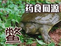 鳖：甲鱼的生态、文化与食用价值
