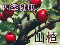 春日养肝良伴：山楂&mdash;&mdash;传统智慧与现代科学共赏的肝脏守护者
