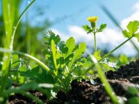 荠菜含钙量是牛奶的三倍！这些野菜也是“营养王者”，错过太亏！