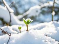 抓住立春黄金期，这样搭配饮食，免疫力蹭蹭涨