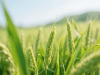 小满不除湿，夏天徒伤悲！3招“排水”秘诀，错过再等一年