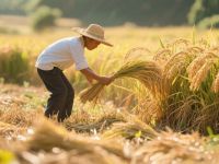 芒种必吃“三鲜”！这几种时令菜正当时，健脾祛湿还养颜