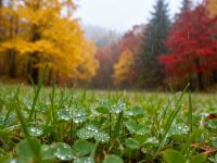 一夜凉一夜！秋分后学会这3招，护住身上最怕冷的“门户”