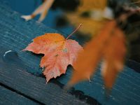 寒露吃三样，胜过吃补药！这碗"润燥黄金汤"现在喝正当时  点击蓝字 关注我们